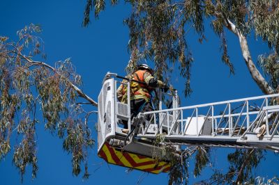 Tree Trimming Safety Gear