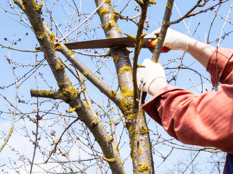 Local Tree Care Experts